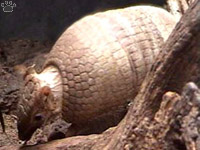 armadillo