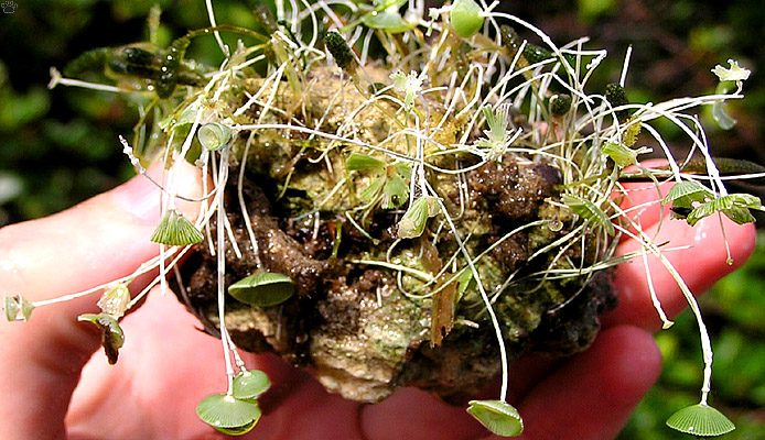 plant