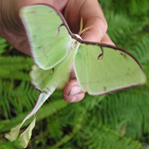 moth