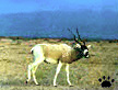 addax