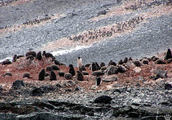 penguins