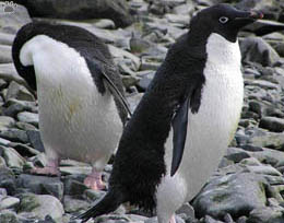 penguins