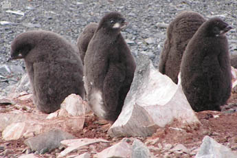 penguins