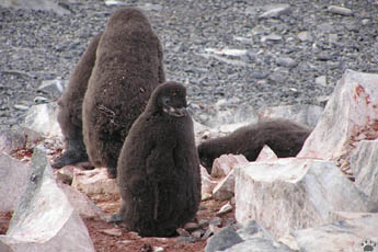 penguins