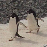 penguins