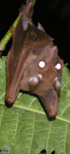 bat