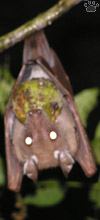 bat