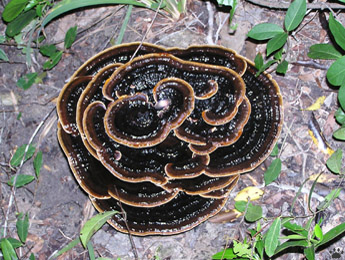 fungus