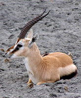 gazelle