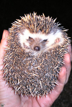 hedgehog