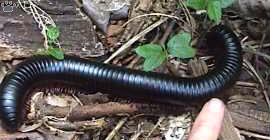 millipede