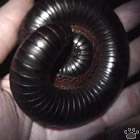 millipede