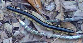 millipede