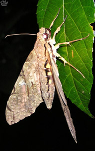 moth