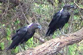 ravens