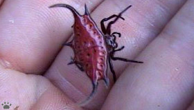 spider