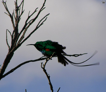 bird