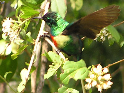 bird