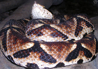 snake