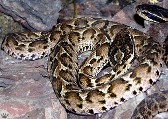 snake