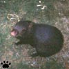 agouti