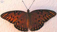 butterfly