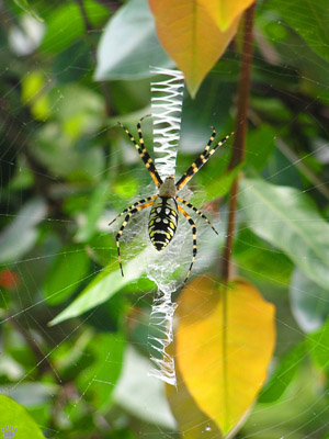 spider