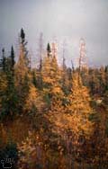 larch