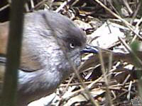 bird