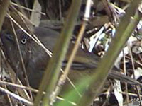 bird