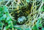 nest