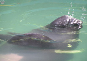 manatee