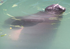 manatee