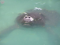 manatee