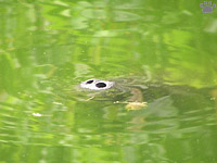 manatee