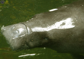 manatee