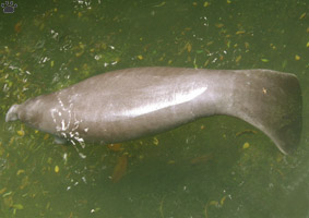 manatee