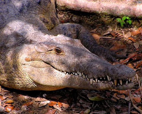 croc