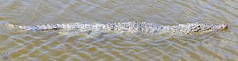 croc