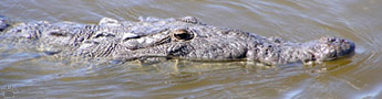 croc
