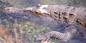 croc