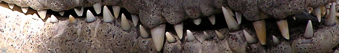 croc