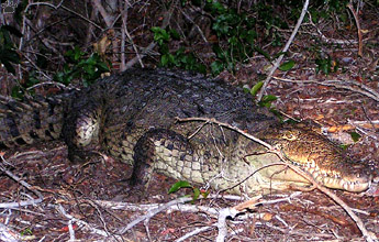croc