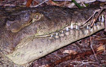 croc