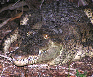 croc