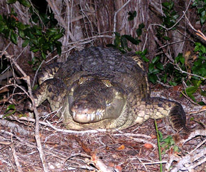 croc