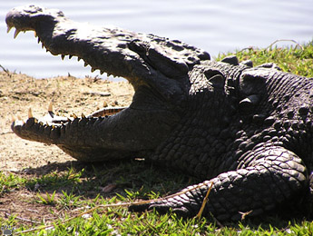 croc