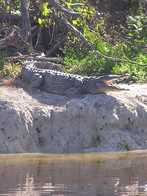 croc