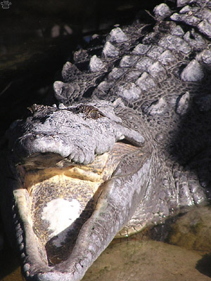croc