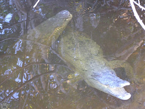 croc